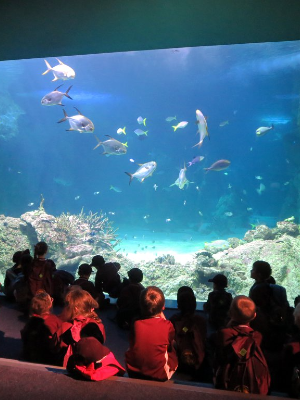Children watching a very large tank of fish