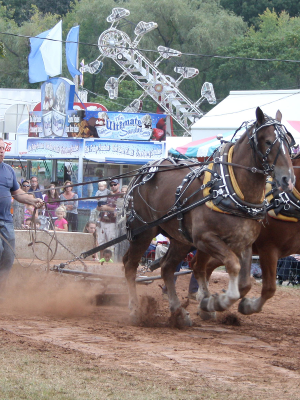 Man with horse at a fair